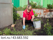 Прополка сорняков на садовом участке. Стоковое фото, фотограф Людмила Ефимова / Фотобанк Лори