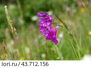 Шпажник тонкий (Gladíolus tеnuis) Стоковое фото, фотограф Ирина Яровая / Фотобанк Лори