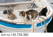 Кошки сидят на палубе рыболовной шлюпки. A cat sits on the deck of a fishing dinghy. Стоковое фото, фотограф Татьяна Д / Фотобанк Лори