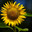 Amazing nature concept of yellow sunflower head flowers at summer day sunlight landscape. Natural summer view of sunflower blooms in garden with green and yellow leaves on dark summer background. Стоковое фото, фотограф Евгений / Фотобанк Лори