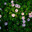 Natural geran flower background photo. Amazing nature view of lush green grass, purple or pink garden geranium flowers and leaves blooming in garden sunlight at summer day. Botany and ecology concept. Стоковое фото, фотограф Евгений / Фотобанк Лори