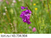 Шпажник тонкий (Gladíolus tеnuis) Стоковое фото, фотограф Ирина Яровая / Фотобанк Лори