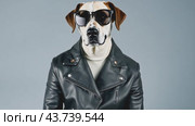 A stylish dalmatian dog is confidently wearing a sleek leather jacket and trendy sunglasses. Стоковое AI-видео, аниматор Юрий Поздников / Фотобанк Лори