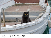 Кошка сидит на палубе рыболовной шлюпки. A cat sits on the deck of a fishing dinghy. Стоковое фото, фотограф Татьяна Д / Фотобанк Лори