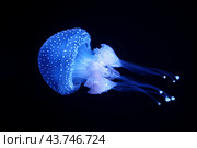 Tropical Jellyfish Phyllorhiza punctata white-spotted jellyfish underwater. Стоковое фото, фотограф Дмитрий Рухленко / Фотобанк Лори