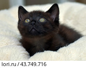 A black kitten with bright green eyes, comfortably settled on a soft beige blanket. The kitten looks straight at the camera, its ears are erect, which gives it a curious and attentive look. The soft blanket creates a feeling of warmth and coziness, emphasizing the charm and fragility of the young animal. Стоковое фото, фотограф Анна Кривицкая / Фотобанк Лори