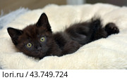 A black kitten with bright green eyes, comfortably settled on a soft beige blanket. The kitten looks straight at the camera, its ears are erect, which gives it a curious and attentive look. The soft blanket creates a feeling of warmth and coziness, emphasizing the charm and fragility of the young animal. Стоковое фото, фотограф Анна Кривицкая / Фотобанк Лори