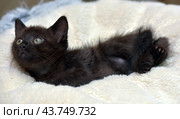 A black kitten with bright green eyes, comfortably settled on a soft beige blanket. The kitten looks straight at the camera, its ears are erect, which gives it a curious and attentive look. The soft blanket creates a feeling of warmth and coziness, emphasizing the charm and fragility of the young animal. Стоковое фото, фотограф Анна Кривицкая / Фотобанк Лори