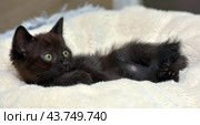 A black kitten with bright green eyes, comfortably settled on a soft beige blanket. The kitten looks straight at the camera, its ears are erect, which gives it a curious and attentive look. The soft blanket creates a feeling of warmth and coziness, emphasizing the charm and fragility of the young animal. Стоковое фото, фотограф Анна Кривицкая / Фотобанк Лори