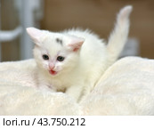 A white kitten with blue eyes, lying on a soft light beige blanket. The kitten has a pink nose and ears, as well as fine fur, creating the impression of fluffiness. On his forehead, a small gray spot is noticeable, adding uniqueness to his appearance. The kitten looks very cute and touching, his gaze is calm and a little thoughtful. The background of the photo is blurred, which helps to highlight the main character and create a cozy, homely atmosphere. Стоковое фото, фотограф Анна Кривицкая / Фотобанк Лори