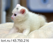 A white kitten with blue eyes, lying on a soft light beige blanket. The kitten has a pink nose and ears, as well as fine fur, creating the impression of fluffiness. On his forehead, a small gray spot is noticeable, adding uniqueness to his appearance. The kitten looks very cute and touching, his gaze is calm and a little thoughtful. The background of the photo is blurred, which helps to highlight the main character and create a cozy, homely atmosphere. Стоковое фото, фотограф Анна Кривицкая / Фотобанк Лори