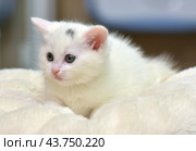 A white kitten with blue eyes, lying on a soft light beige blanket. The kitten has a pink nose and ears, as well as fine fur, creating the impression of fluffiness. On his forehead, a small gray spot is noticeable, adding uniqueness to his appearance. The kitten looks very cute and touching, his gaze is calm and a little thoughtful. The background of the photo is blurred, which helps to highlight the main character and create a cozy, homely atmosphere. Стоковое фото, фотограф Анна Кривицкая / Фотобанк Лори