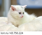 A white kitten with blue eyes, lying on a soft light beige blanket. The kitten has a pink nose and ears, as well as fine fur, creating the impression of fluffiness. On his forehead, a small gray spot is noticeable, adding uniqueness to his appearance. The kitten looks very cute and touching, his gaze is calm and a little thoughtful. The background of the photo is blurred, which helps to highlight the main character and create a cozy, homely atmosphere. Стоковое фото, фотограф Анна Кривицкая / Фотобанк Лори