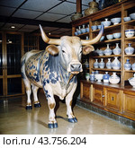 bull in the china shop idiom illustration. Стоковое AI-изображение, AI-художник Виктор Застольский / Фотобанк Лори
