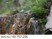 Замшелый камень. Стоковое фото, фотограф Филина Варвара / Фотобанк Лори
