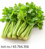 Fresh Celery Bundle Gathered in A Bright Kitchen During Afternoon Sunlight. Стоковое AI-изображение, AI-художник Сергей Толмачёв / Фотобанк Лори