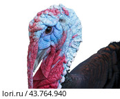 Голова большого красивого индюка на белом фоне. Portrait of big beautiful turkey on a white background. Стоковое фото, фотограф Татьяна Д / Фотобанк Лори