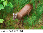The Siberian musk deer (Moschus moschiferus) walking in the Far east of russia. Стоковое фото, фотограф Татьяна Терехина / Фотобанк Лори