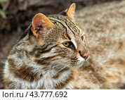 The Amur leopard cat (Prionailurus bengalensis euptilura) living in russian forest, Far East. Стоковое фото, фотограф Татьяна Терехина / Фотобанк Лори
