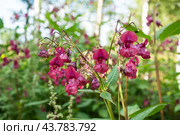 Crimson flowers of wild growing balsam in the forest. Selective focus. Стоковое фото, фотограф Глущенко Елена / Фотобанк Лори