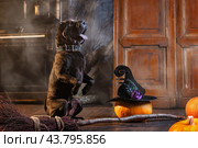 Huge black Shar Pei dog sits next to a broom and pumpkins, with smoke and a mysterious Halloween. Стоковое фото, фотограф Мария Мороз / Фотобанк Лори