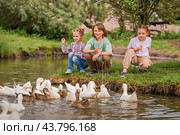 Children feed geese in a poultry yard in agriculture. Стоковое фото, фотограф Мария Мороз / Фотобанк Лори