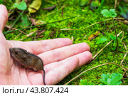 Field mouse on a man's palm, a man releases the animal onto green moss. Стоковое фото, фотограф Андрей С / Фотобанк Лори