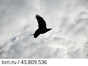Силуэт пролетающей вороны на фоне облаков. Стоковое фото, фотограф Т М / Фотобанк Лори