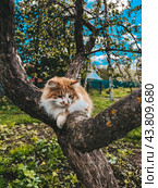 Юный плут. Стоковое фото, фотограф Маргарита Конькова / Фотобанк Лори