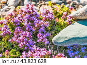 Thymus serpyllum L. (семейство Lamiaceae) - Тимьян ползучий на каменистом грунте в Курайской степи. Кош-Агачский район республики Алтай. Западная Сибирь. Стоковое фото, фотограф Евгений Мухортов / Фотобанк Лори