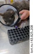 Gray cat in a veterinary clinic. The cat is on a metal table, its head is placed in a protective collar, which prevents it from licking wounds or removing bandages. The cat is held by two people: one of them immobilizes its paw, the second holds the protective collar. On the table around the cat you can see test tubes, gloves and other medical supplies. In the background you can see sterile packages and bottles with solutions, as well as the inscription "Alcohol 70%". The background of the image clearly indicates a medical setting. Стоковое фото, фотограф Анна Кривицкая / Фотобанк Лори
