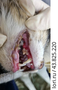 A close-up of the cat's mouth showing problems with its teeth and gums. The gums are visible, which are very inflamed and bleeding. There is significant plaque and tartar on the teeth. The kitten is suffering from dental disease, probably periodontitis or gingivitis. The cat's mouth is open, and both the upper and lower teeth are visible. The photo also shows a person's gloved hands carefully holding the cat's mouth open for inspection. The background is blurred, allowing attention to be focused on the condition of the cat's teeth and gums. Стоковое фото, фотограф Анна Кривицкая / Фотобанк Лори