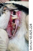 A close-up of the cat's mouth showing problems with its teeth and gums. The gums are visible, which are very inflamed and bleeding. There is significant plaque and tartar on the teeth. The kitten is suffering from dental disease, probably periodontitis or gingivitis. The cat's mouth is open, and both the upper and lower teeth are visible. The photo also shows a person's gloved hands carefully holding the cat's mouth open for inspection. The background is blurred, allowing attention to be focused on the condition of the cat's teeth and gums. Стоковое фото, фотограф Анна Кривицкая / Фотобанк Лори