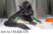 A very sick cat in a veterinary clinic. The cat is sitting in a cage on a white sheet, with metal cage walls visible around it. There are green bandages on its paws, which may indicate medical procedures or treatment. The cat looks weak and exhausted, with its head down. An orange bowl is visible in the right corner, which is probably intended for food or water. The photo conveys an atmosphere of care and medical care for a sick animal. Стоковое фото, фотограф Анна Кривицкая / Фотобанк Лори