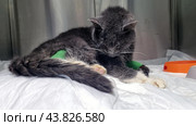 A very sick cat in a veterinary clinic. The cat is sitting in a cage on a white sheet, with metal cage walls visible around it. There are green bandages on its paws, which may indicate medical procedures or treatment. The cat looks weak and exhausted, with its head down. An orange bowl is visible in the right corner, which is probably intended for food or water. The photo conveys an atmosphere of care and medical care for a sick animal. Стоковое фото, фотограф Анна Кривицкая / Фотобанк Лори