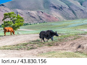 Сарлык (горный як) с коровами пасётся в межгорной долине, в окрестностях села Чаган-Узун. Кош-Агачский район республики Алтай. Западная Сибирь. Стоковое фото, фотограф Евгений Мухортов / Фотобанк Лори