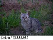 Красивая британская кошка с янтарными гласами смотрит в объектив. Стоковое фото, фотограф Дмитрий Петров / Фотобанк Лори