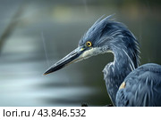 Grey heron standing in the rain with water droplets falling behind. Стоковое AI-изображение, AI-художник Иван Рябоконь / Фотобанк Лори