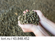 Closeup of handful of granulated rapeseed meal in male hands. Стоковое фото, фотограф Яков Филимонов / Фотобанк Лори