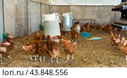 Laying hens drink water from an automatic drinker in chicken coop. Стоковое фото, фотограф Яков Филимонов / Фотобанк Лори
