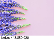 Wild flowers violet lupin, Lupinus albus on a pink background. Top view, flat lay. Стоковое фото, фотограф Павел Муравьев / Фотобанк Лори