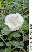 Дурман (Datura) Стоковое фото, фотограф Марина Володько / Фотобанк Лори