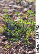 Caragana bungei Ledeb. (семейство Fabaceae) - Карагана Бунге. Дикорастущий кустарник на склонах Северо-Чуйского горного хребта. Кош-Агачский район горного Алтая. Стоковое фото, фотограф Евгений Мухортов / Фотобанк Лори