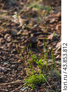 Silene sobolevskajae Czerep. (семейство Caryophyllaceae) - Смолёвка Соболевской. Кош-Агачский район горного Алтая. Стоковое фото, фотограф Евгений Мухортов / Фотобанк Лори