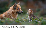 A Heartwarming Moment Between a Dog and Cat at Play, Puppy And Kitten, Dog and Cat Playing Together outdoor on green grass. Стоковое AI-изображение, AI-художник Ирина Михайличенко / Фотобанк Лори