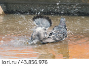 Два голубя купаются. Стоковое фото, фотограф Mad mouse / Фотобанк Лори