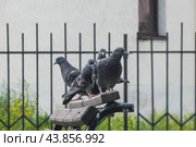 Городские голуби сизари сидят на скамейке. Стоковое фото, фотограф Mad mouse / Фотобанк Лори