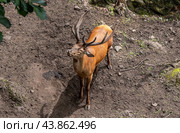 The Barbary stag (Cervus elaphus barbarus), also known as the Atlas deer or African elk. Стоковое фото, фотограф Татьяна Терехина / Фотобанк Лори