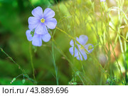 Лен (Linum usitatissimum) крупноцветковый. Стоковое фото, фотограф Светлана Качанова / Фотобанк Лори
