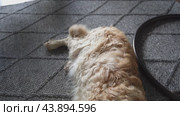The camera shows the dog's tail and muzzle. A tired curly-haired Labrador lies full-length on a gray rug and wags his tail. The pet is tired, the dog is resting. Стоковое видео, видеограф Darya Komarova / Фотобанк Лори